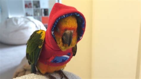 parrot videos youtube|youtube funny parrot videos.